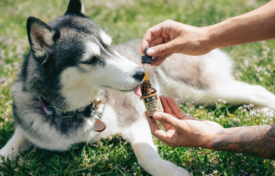 cbd gummies for dogs